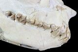 Beautiful, Oreodont (Merycoidodon) Skull - Wyoming #93751-2
